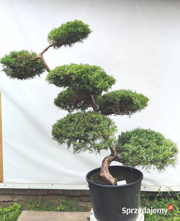 Bonsai Niwaki Jałowiec Wilhelm Pfitzer Medynia Łańcucka