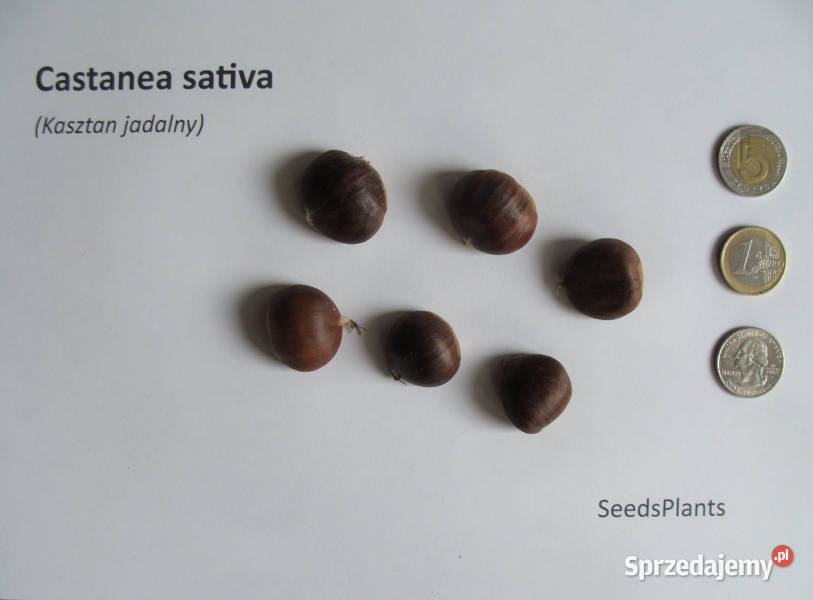KASZTAN JADALNY Castanea sativa NASIONA 16 sztuk Lubanie