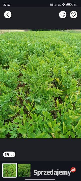 Korzeń sadzonka lubczyku