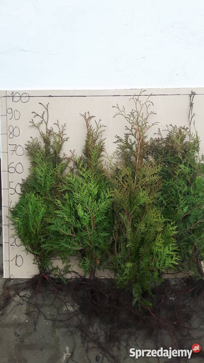 Thuja brabant 100 świerk srebrny jodła kaukaska Rybnik