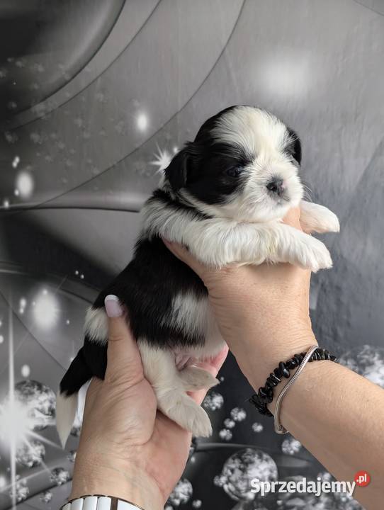 Szczenięta shih tzu z genem blue Shih Tzu Zawiercie