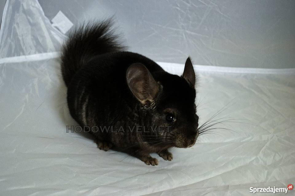 Szynszyl Szynszyla Samiec Dark Ebony Czarny wielkopolskie Perzyce