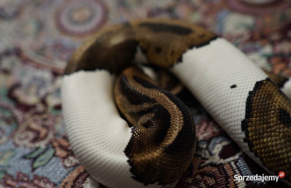 Wąż Pyton królewski Piebald Pied SMILE cb21 Gdańsk