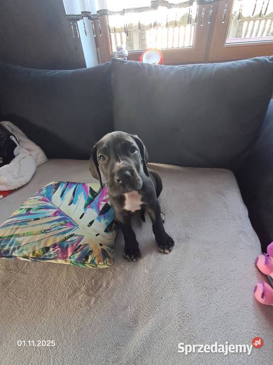 SZCZENIE DOG NIEMIECKI Grodzisk Wielkopolski