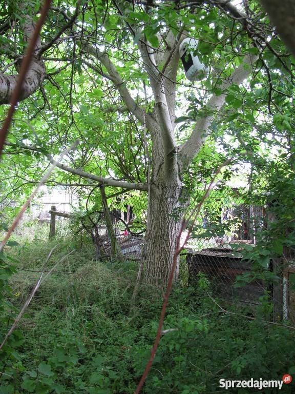 drzewo orzech włoski sprzedam