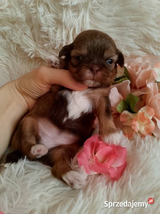 Piękna czekoladowo złota suczka ShihTzu szuka Namysłów