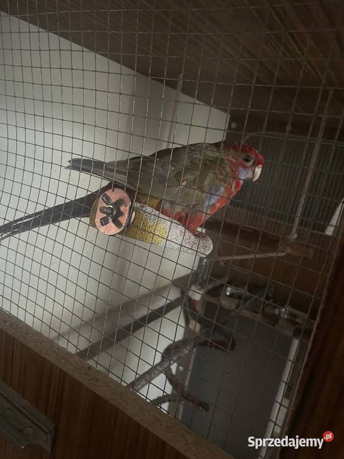 Sprzedam rozelle królewską samca Zwierzęta Ryki