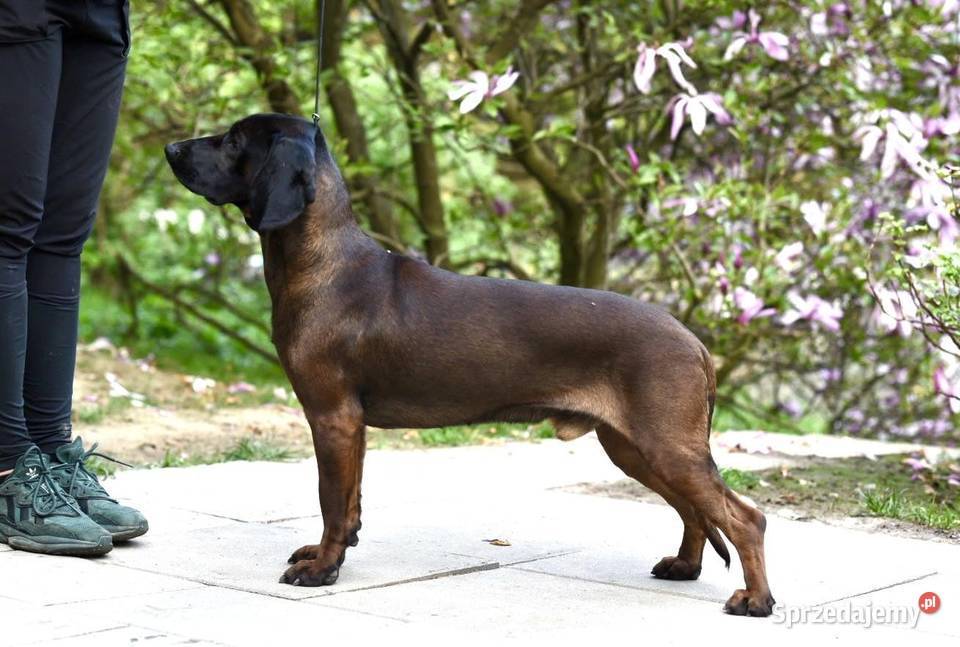 Posokowiec bawarski Klonowo Dolne