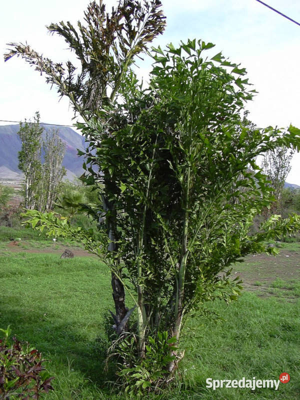 KARIOTA ŁAGODNA Caryota mitis NASIONA 100g kujawsko-pomorskie