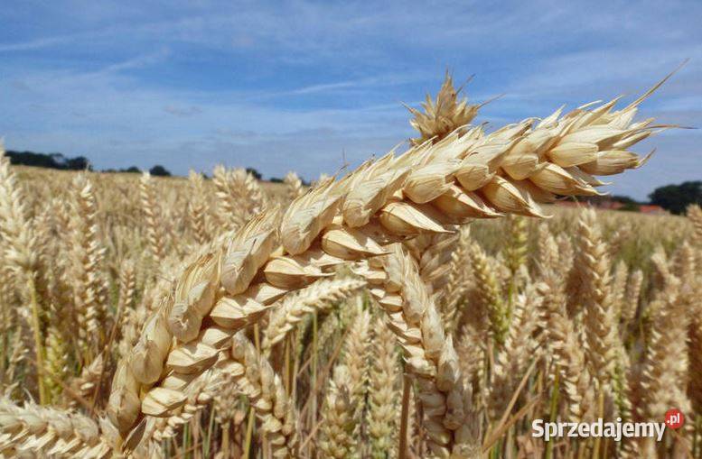 Pszenica hybrydowa SU HYVEGA jakościowa zachodniopomorskie sprzedam