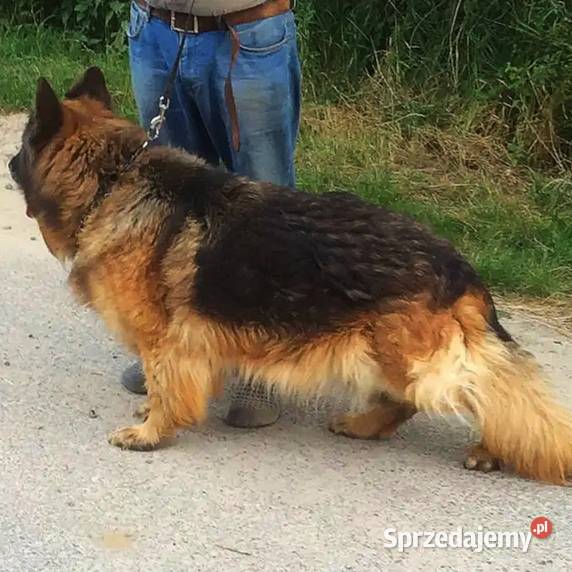 Owczarek niemiecki długowłosy dorosła suczka świętokrzyskie