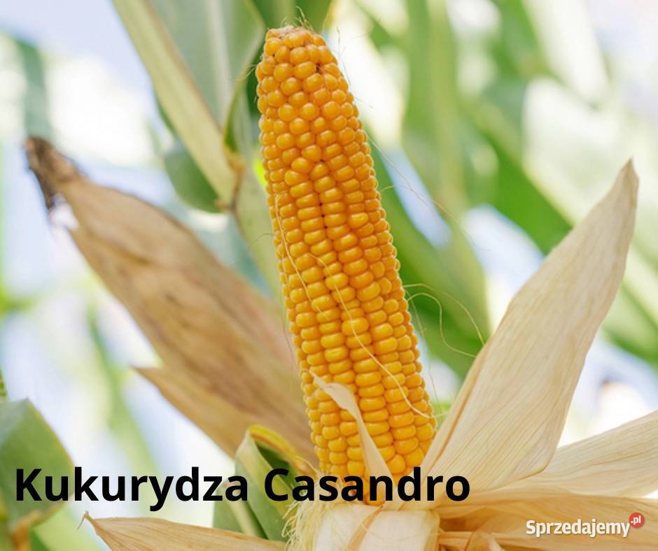 Nasiona kukurydzy Casandro Opti Plus łódzkie Retki