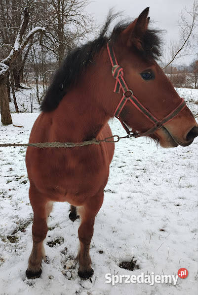 Koń Klacz Kobyła Lubatowa