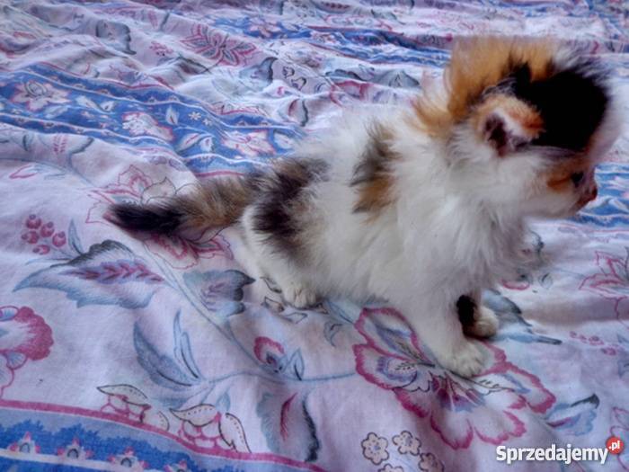 puchate syberyjskie kotki Koty sprzedam
