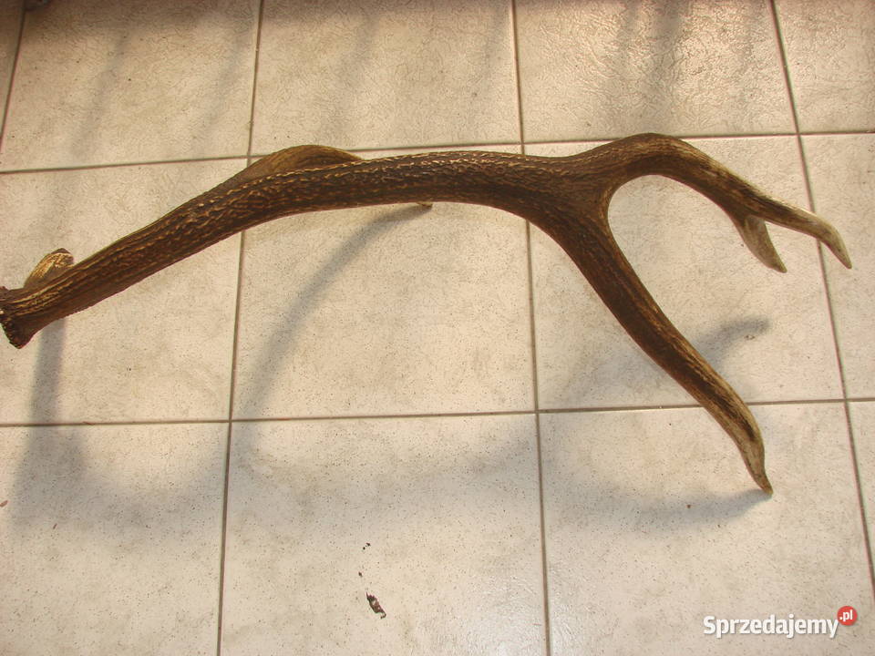 poroże jelenia Pruszcz Gdański