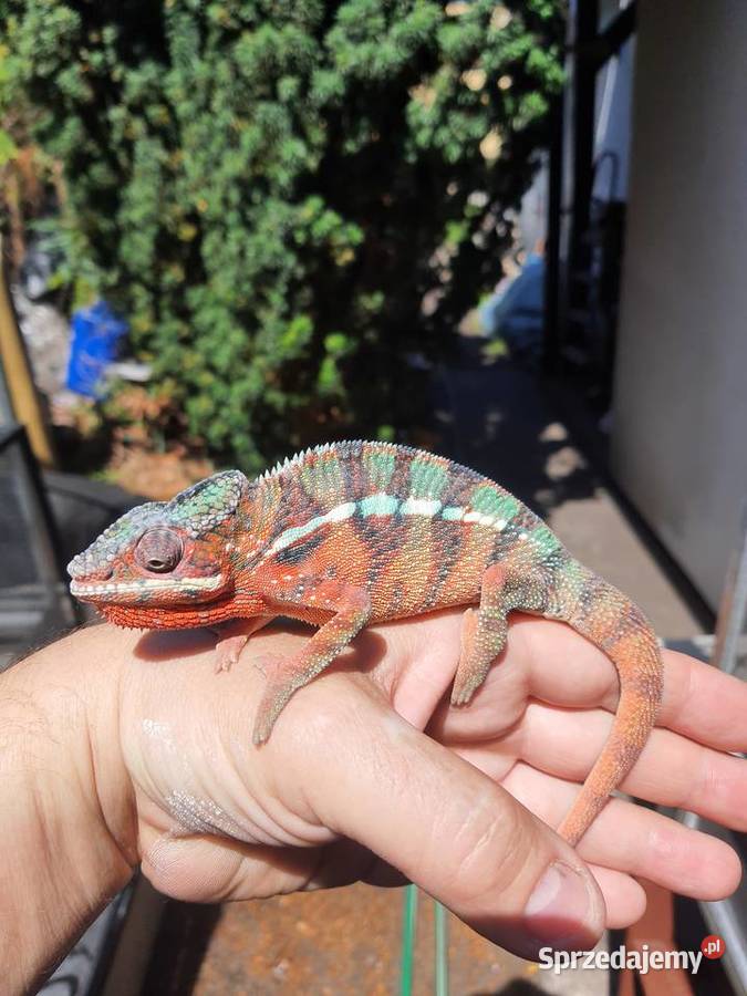 kameleon lamparci ambilobe red bar Lubień Kujawski