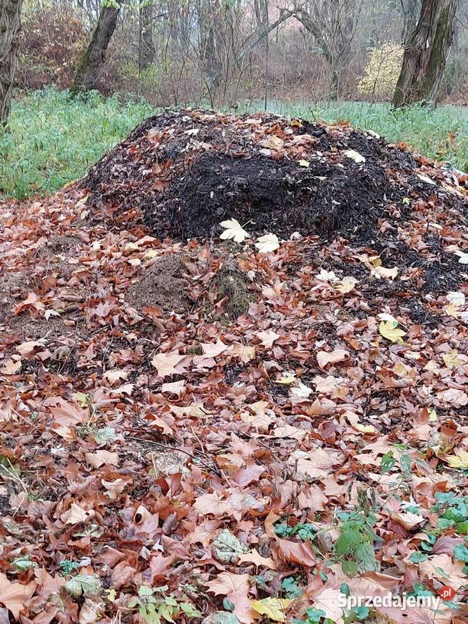 kompost, torf z liści parkowych drzew