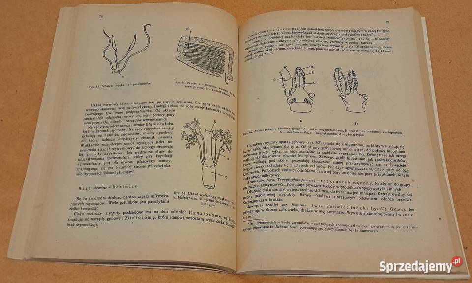 Ćwiczenia z zoologii J HempelZawitkowska sprzedam