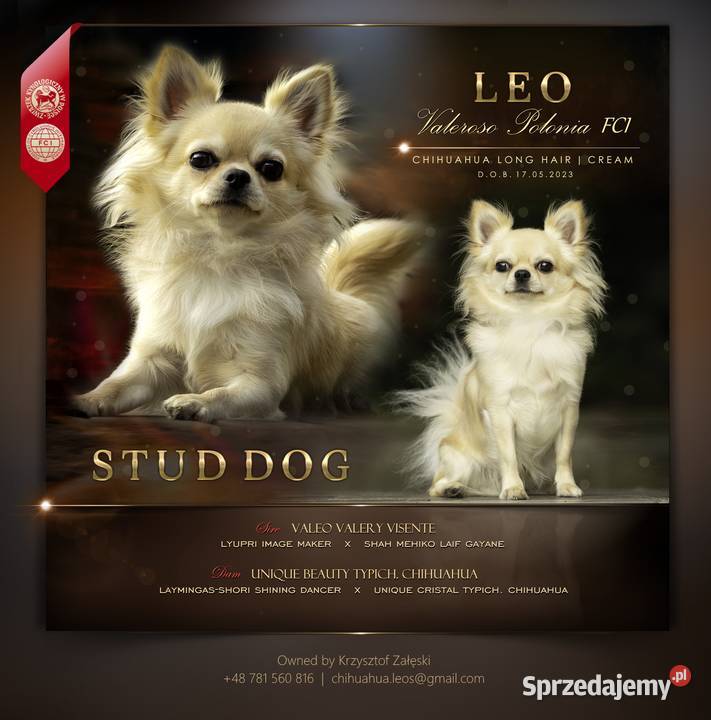 Reproduktor chihuahua długowłosy ZKwP FCI sprzedam