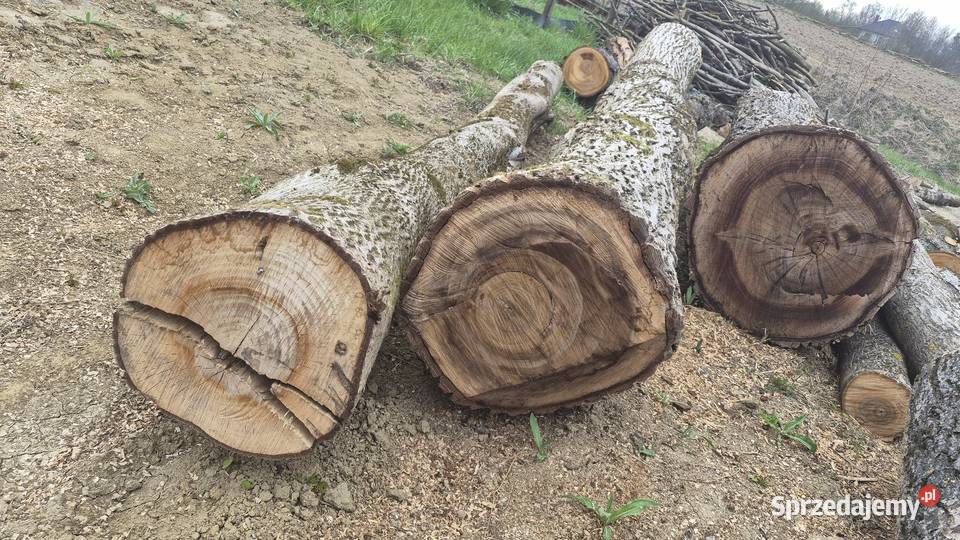 Orzech włoski kłody Tarnów