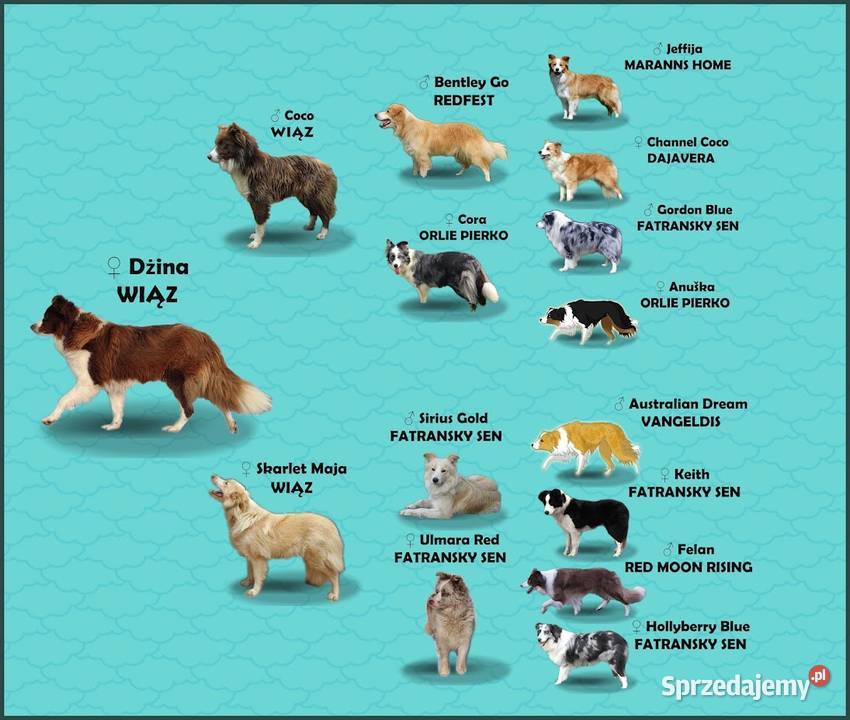 Rasowa suczka Border Collie z pełną dok podkarpackie