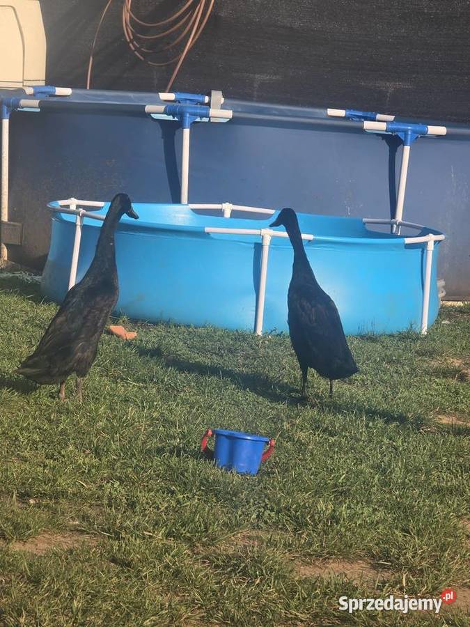Kaczki bieguski śląskie sprzedam