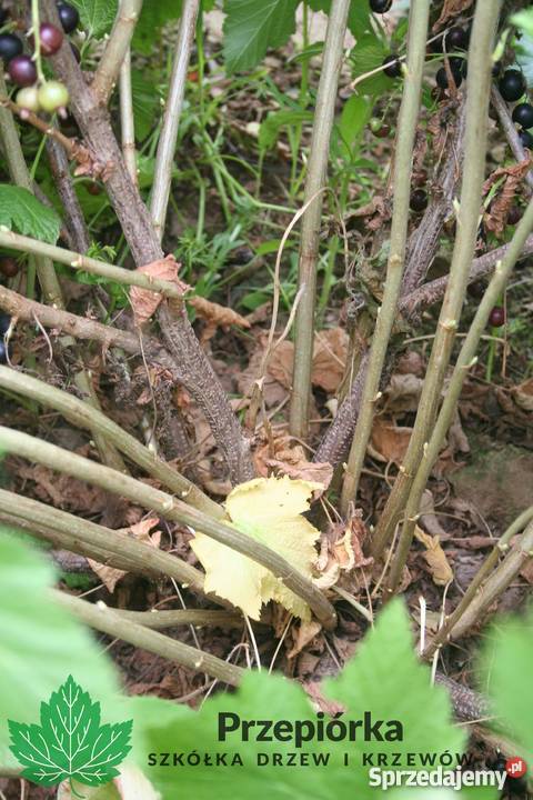 Sadzonki porzeczki czarnej GOFERT ORES licencja lubelskie Stary Pożóg