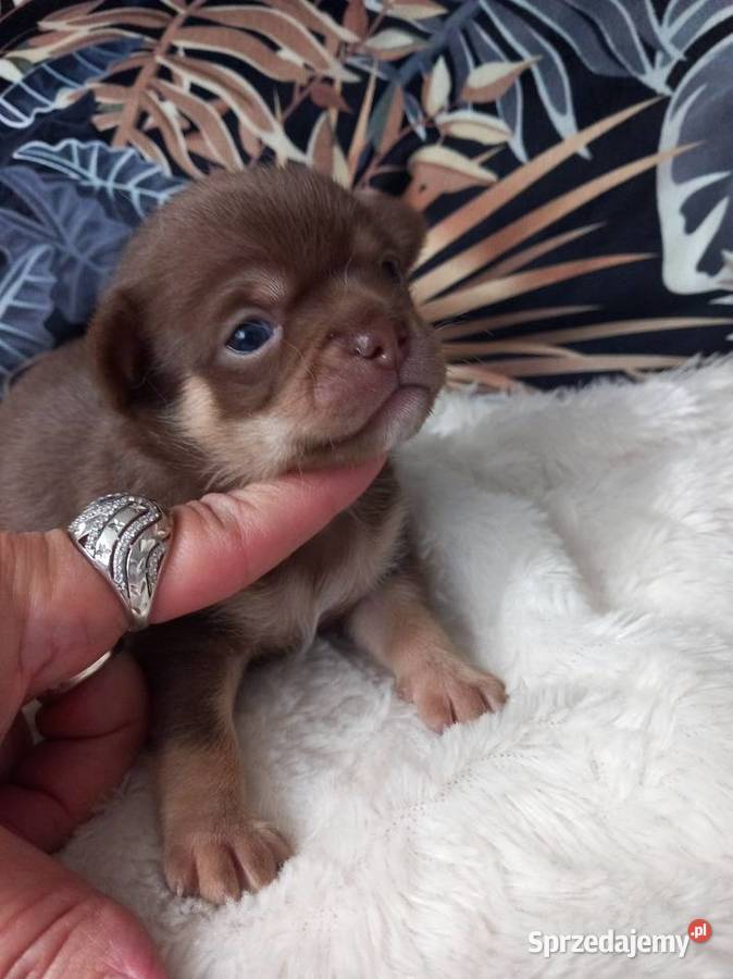 Chihuahua krótkowłosy czekoladowy opolskie Strzelce Opolskie