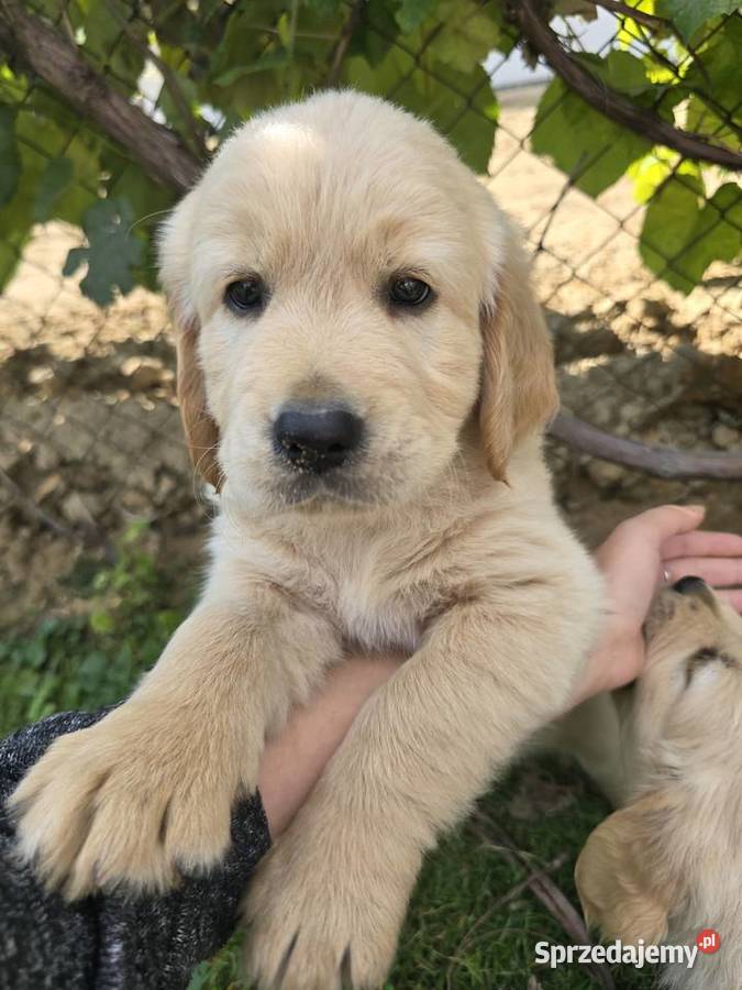 Golden retriver Psiaki gotowe na nowy dom Izbica