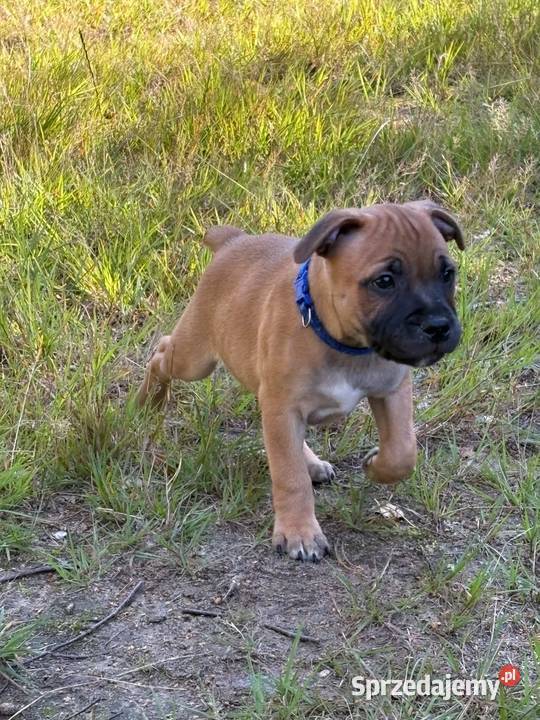 Staffik Staffordshire Bull terrier Amstaff łódzkie Łódź