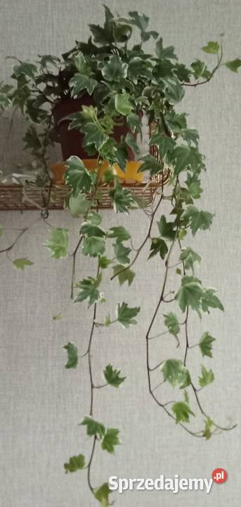 Roślina doniczkowa bluszcz Hedera Helix Łódź