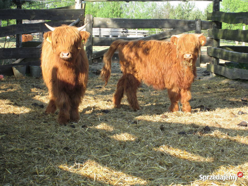 Jałówki byczki rasy highland
