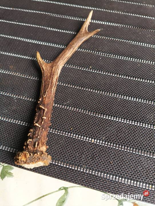 Spszedam 6 poroży jelenia i jedno poroże łosia Wilanów sprzedam