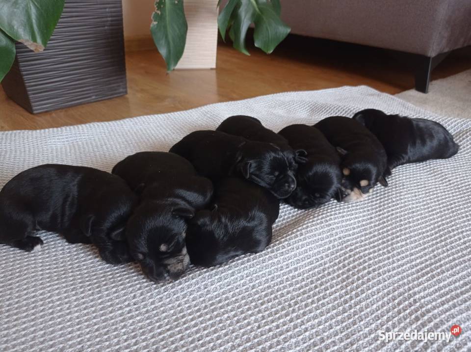 Sznaucer miniatura miniaturka Gręboszów