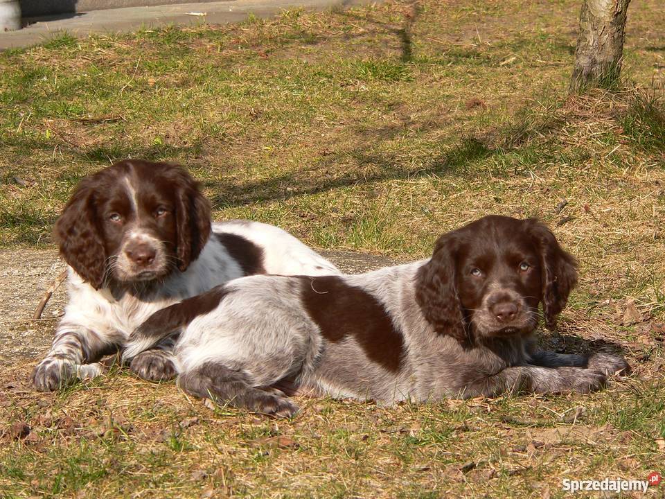 Wachtelhund płochacz niemiecki Ostrowy nad Okszą
