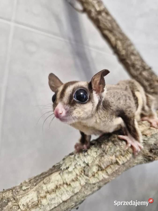 Lotopałanki Karłowate samice I samce Oława