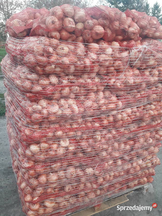 sprzedam cebule z dymki odmiana stuttgarter