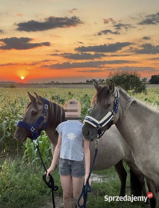 Na sprzedaż 3 KONIKI POLSKIE Chodecz