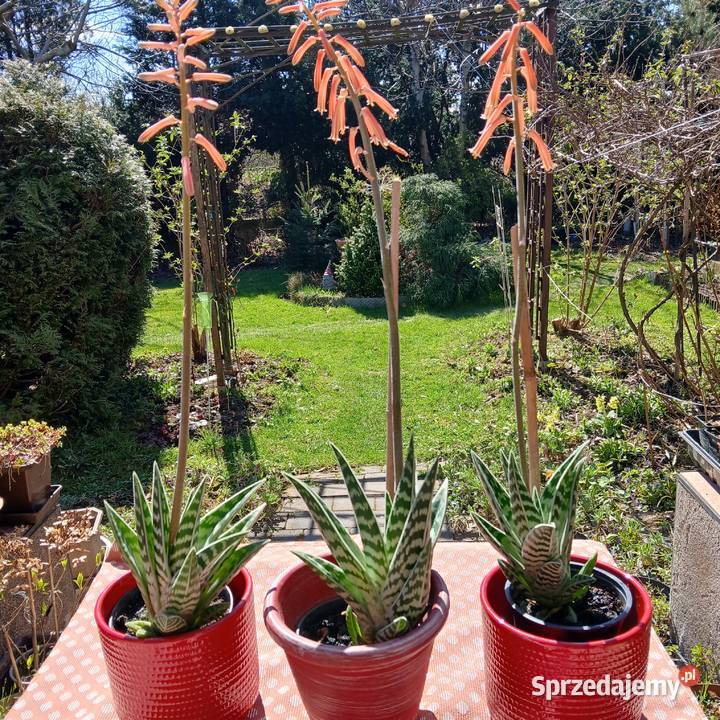 Kaktus Pstry Tygrysi Aloe Variagata kwitnie Nowy Sącz sprzedam