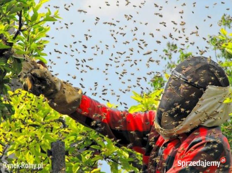 ROJE Rój Pszczół PSZCZOŁY Darmowo Usuniemy i Kraków