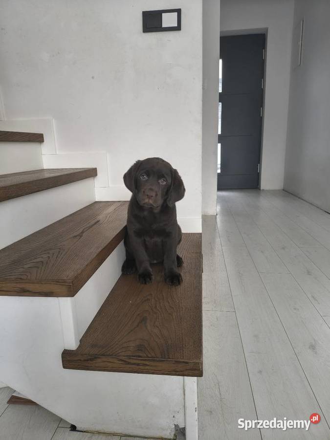 Śliczne suczki Labrador retriever Rodzice FCi i Niepołomice