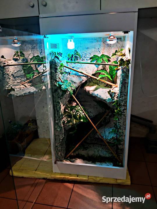 Okazja terrarium agamy gekona żółwia węża Poznań sprzedam