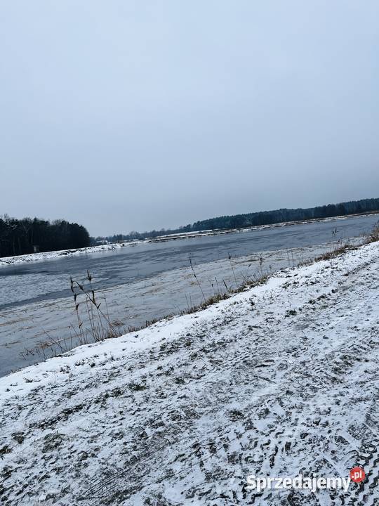 Karp Amur konsumpcyjny Skępe sprzedam