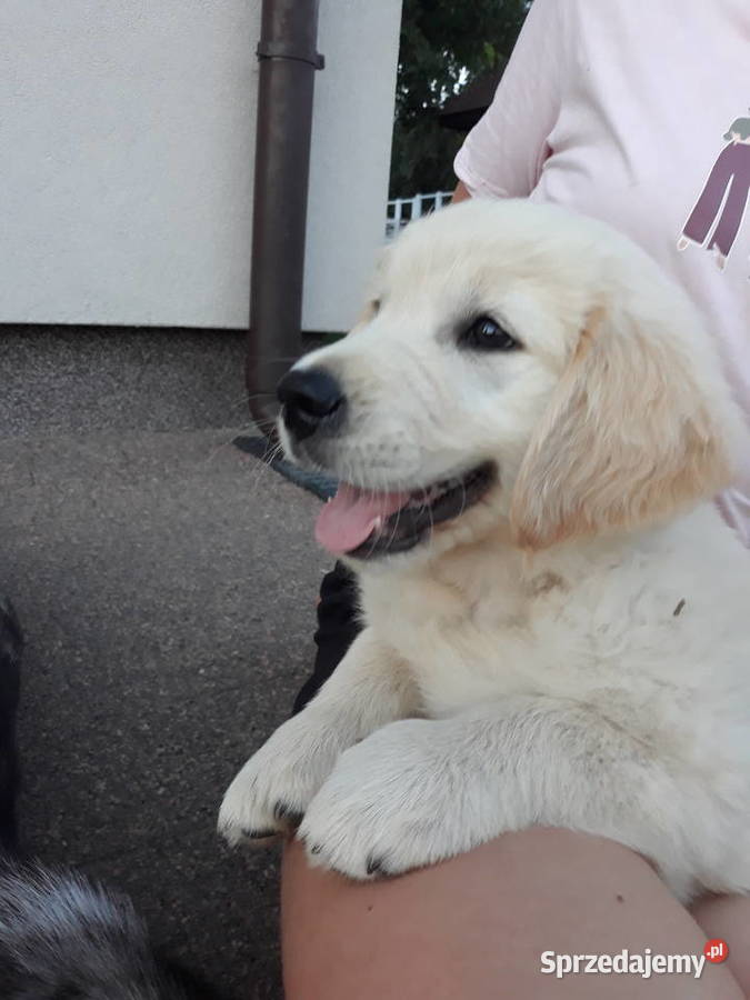 Golden Retriever Gotowe do odbioru Mielec