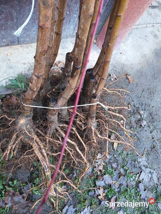 Sprzedam zdrowe silne sadzonki drzewek owocowych zachodniopomorskie Szczecinek