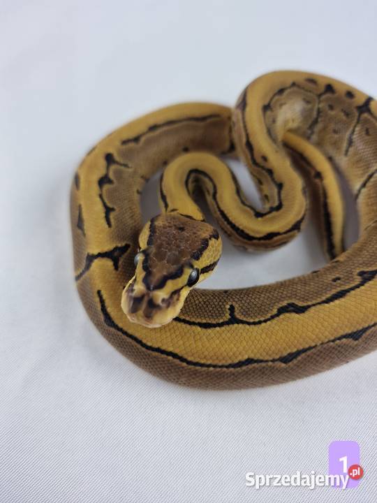 Pyton królewski python regius samiec Wrocław