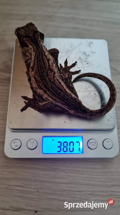 Gekon gargulcowy samica 4 sztuki śląskie