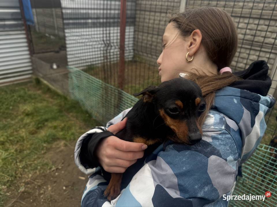 Ratlerek suczka 8 miesięcy Wierzbica sprzedam