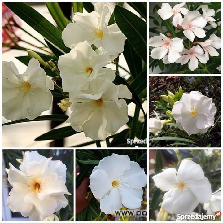 Sadzonki żółty oleander Brzeźnica