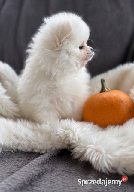 SZPIC MINIATUROWY POMERANIAN ŚLICZNA SUNIA Łódź